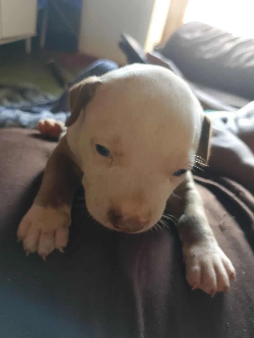 Vendo filhote de Pitbull - Foto 2