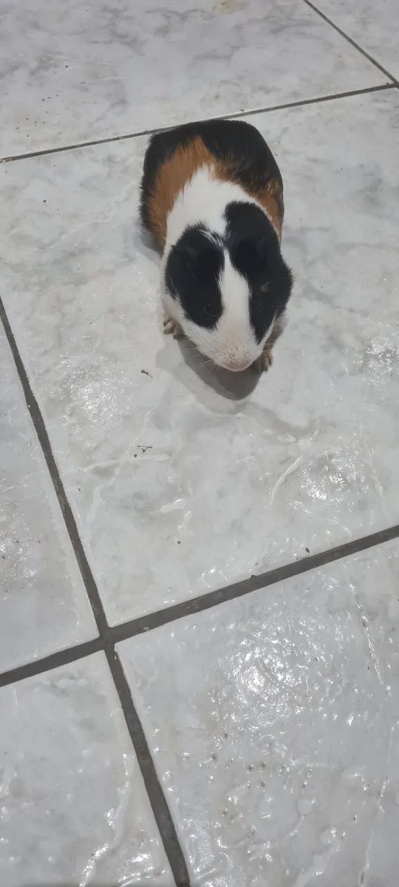 Porquinho da Índia macho  dócil  - Foto 3