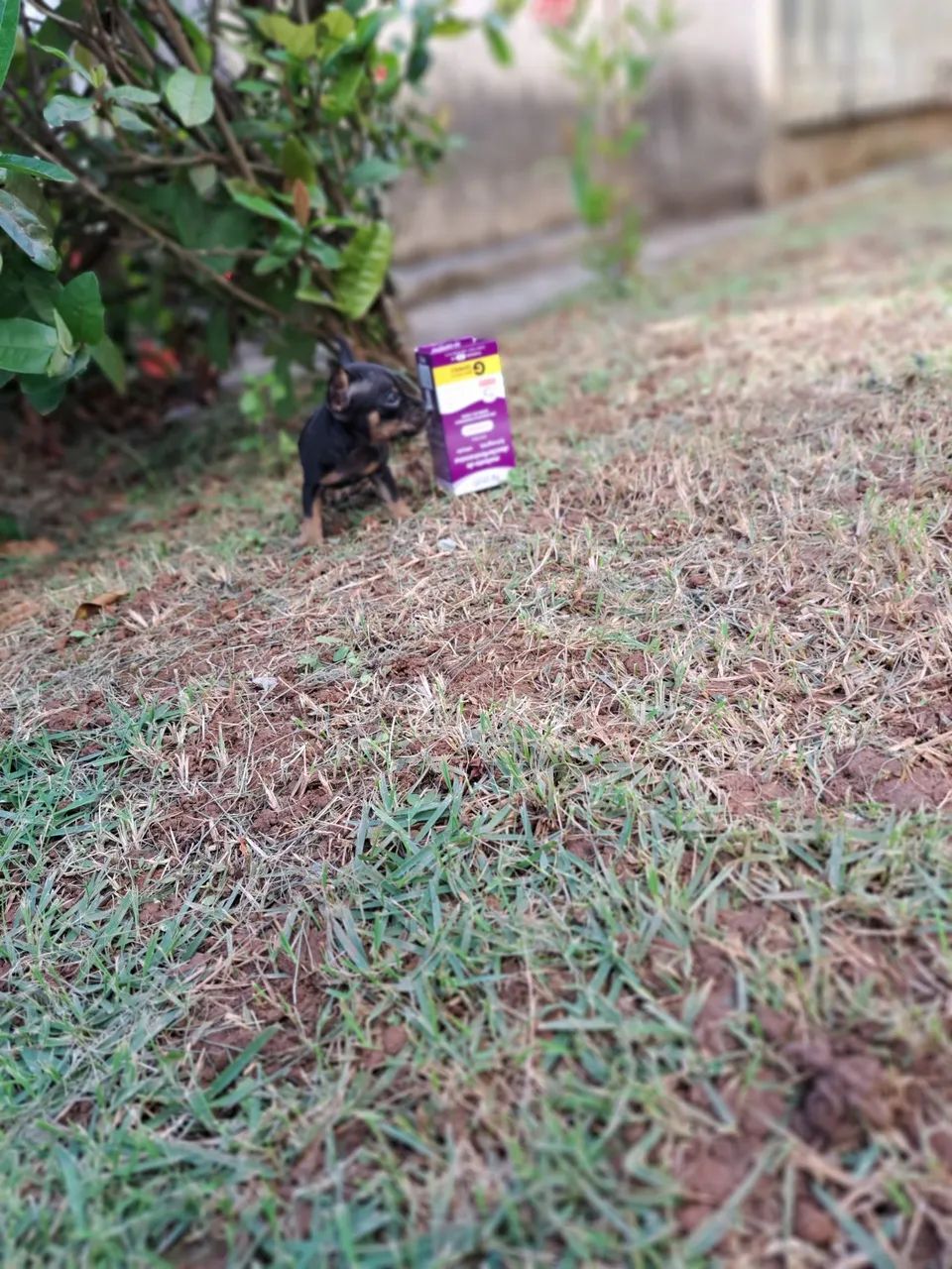 Miudinho pinscher zero  - Foto 3
