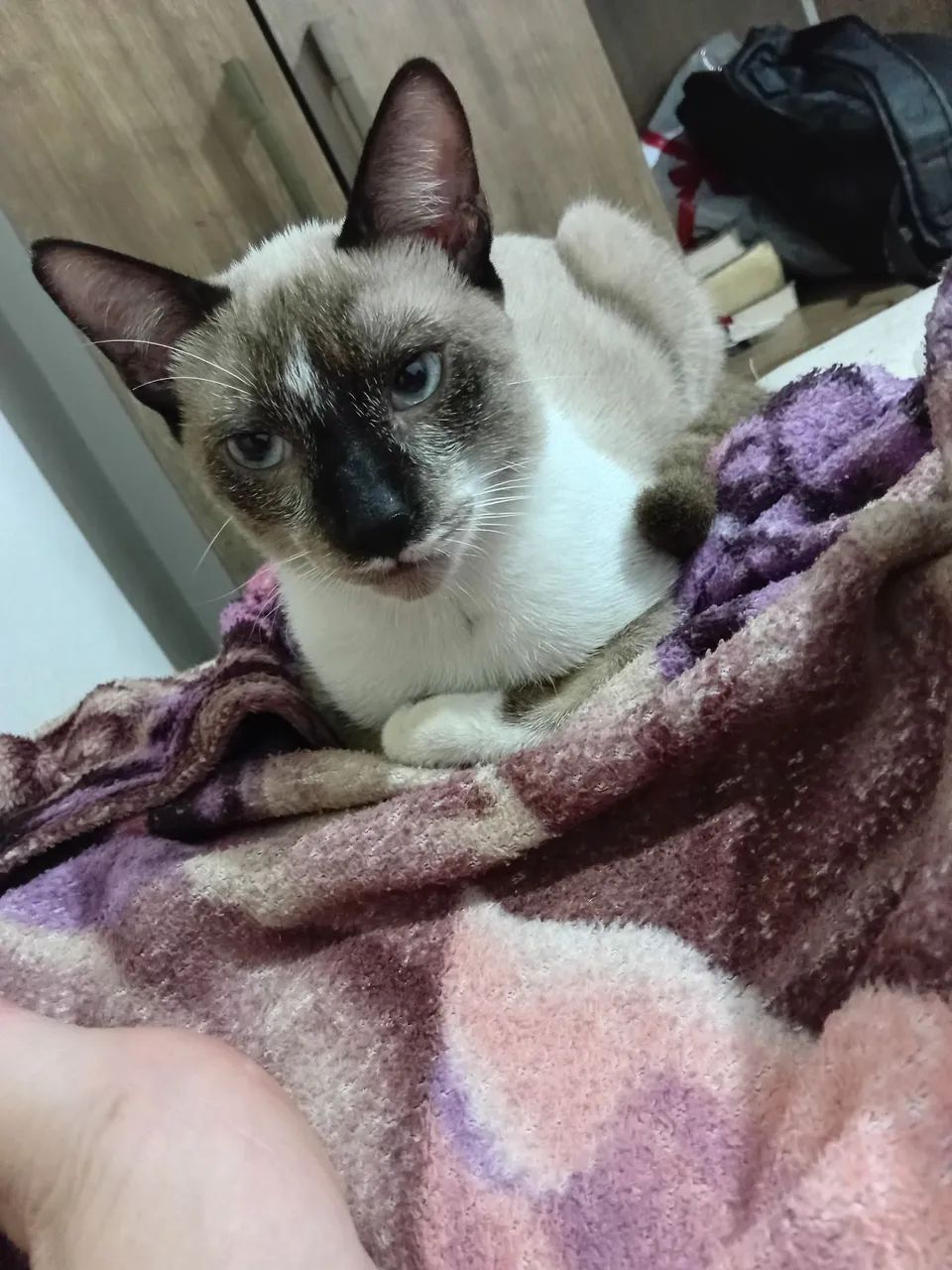 Gato - Foto 5