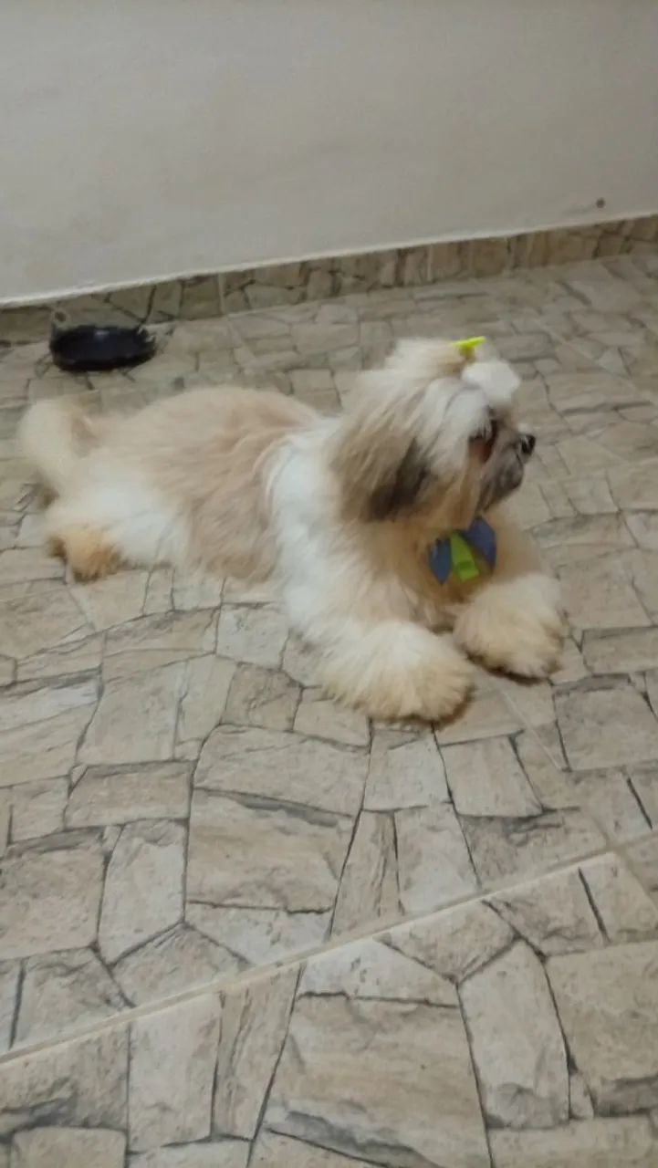 Cachorro shih Tzu