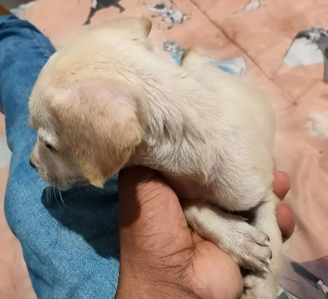 Pet - Foto 4