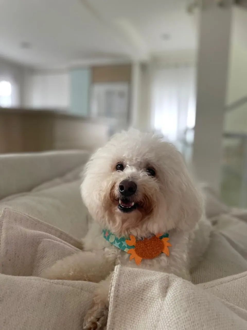Doação responsável de cães - Foto 2