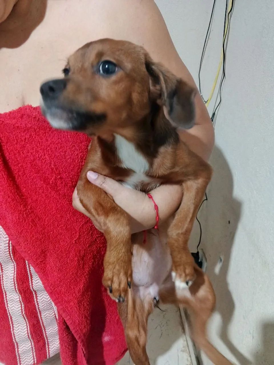 Doação Cachorra filhotes  - Foto 4