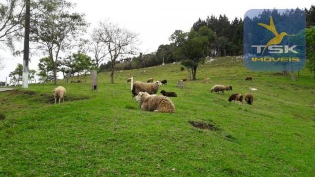 Ch0275 chácara areia branca mandirituba, frente asfalto, linda propriedade - Foto 19