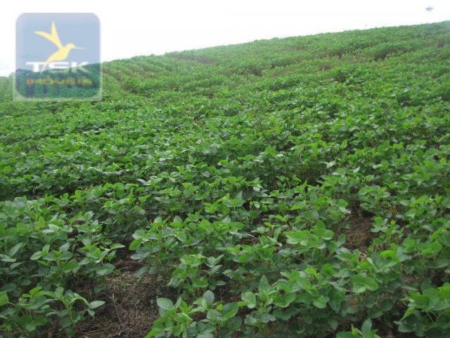 Ch0197 - área para formar chácara araucária - tietê 36.300 m² luz e água - Foto 11