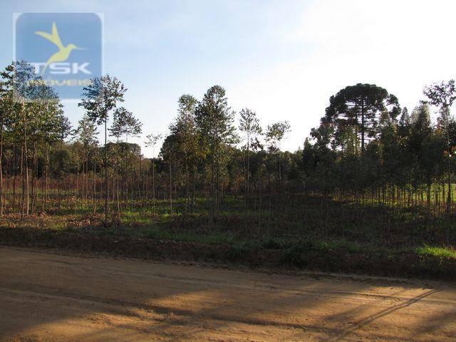 Ch0153 - contenda chácara 59.000 m² plana, rica em águas, parte com eucaliptos - Foto 16