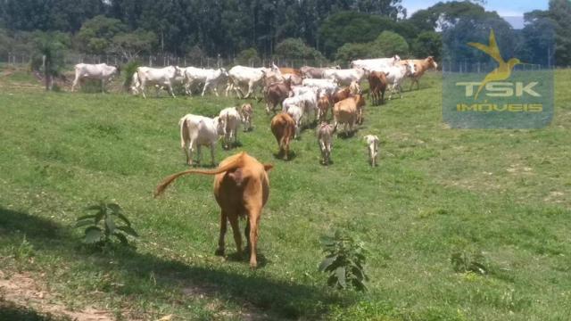 Fa0009 fazenda à venda, 605000 m² por r$ 3.150.000 - zona rural - quitandinha/pr - Foto 8