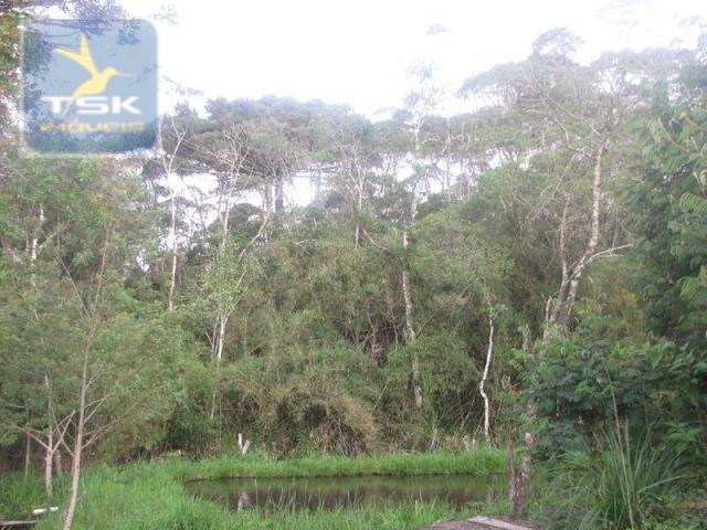 São josé dos pinhais chácara 15.000 m² aqui eu vou ficar ch0159 - Foto 17