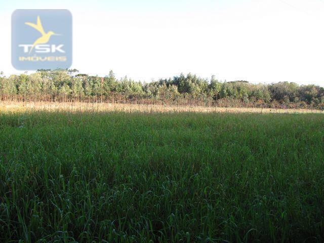 Ch0153 - contenda chácara 59.000 m² plana, rica em águas, parte com eucaliptos - Foto 10