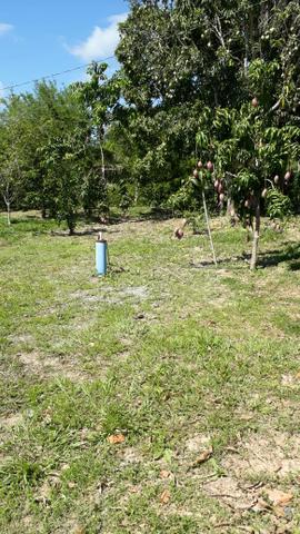 Vendo sítio nossa senhora da guia - Foto 3