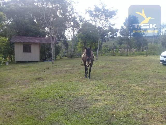 Ch0190 mandirituba chácara 4.400 m² vendo ou troco lugar bom de conhecer - Foto 13