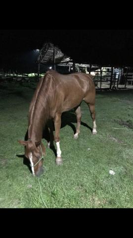 Vendo Egua QM de Vaquejada - Direita - Foto 5