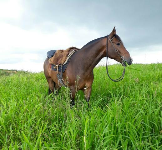 Cavalo QM