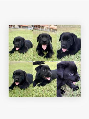 Filhotes de Labrador