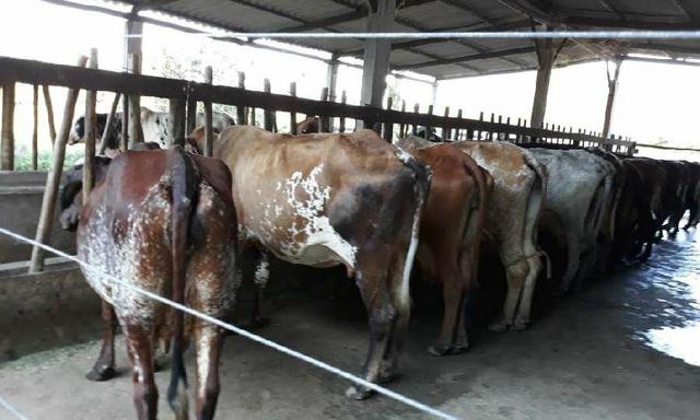 Belíssimo sítio em Cachoeiras de Macacu RJ 122 oportunidade!!! - Foto 13