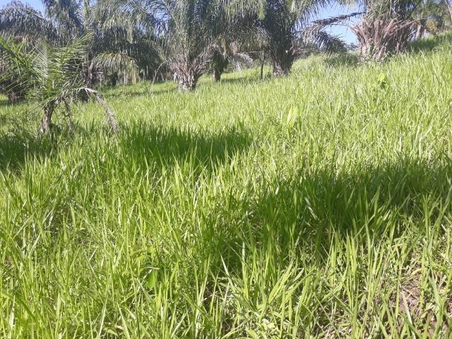 Vendo uma chácara, de 54 hectares em chapada - Foto 11