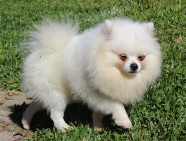 Filhotes de Lulu da Pomerânia - Foto 4