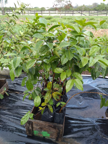 Mudas frutíferas