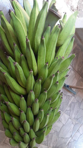 Banana da Terra Orgânica