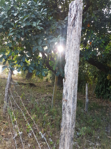 Vendo um terreno com duas casas - Foto 3