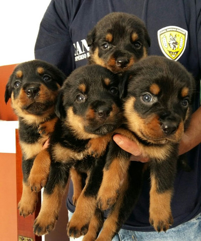 Lindos E Robustos Filhotes De Rottweiler Chame E Confira Canil Império