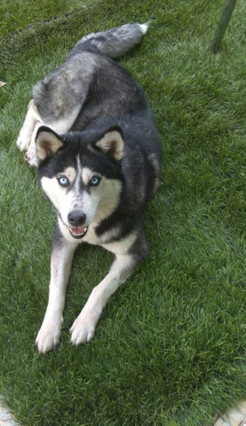 Temos somente 1 filhote husky puro olhos azuis estaremos vendendo a vista e cartao