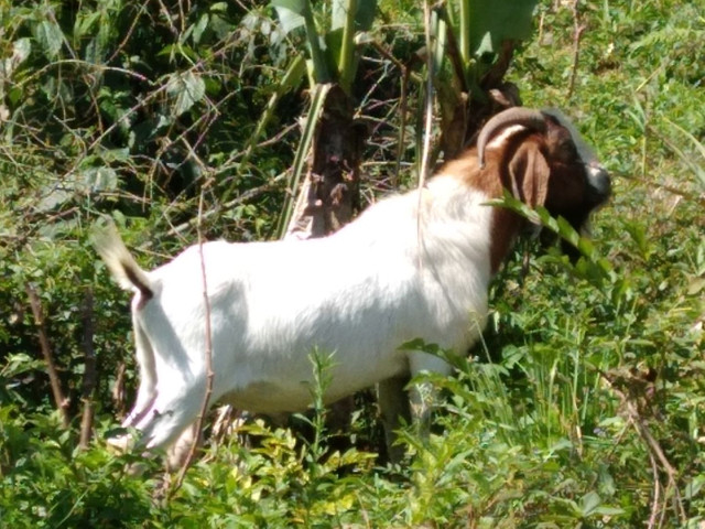 Vendo Bode Bôer