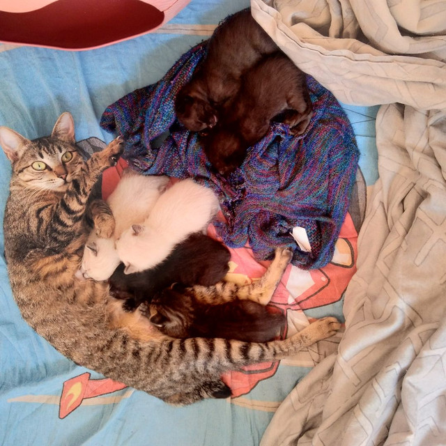 Doa se filhotes de gato - Foto 2