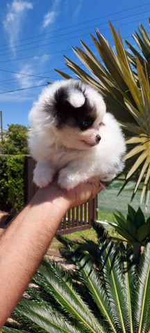 Lulu da pomerania - Foto 4