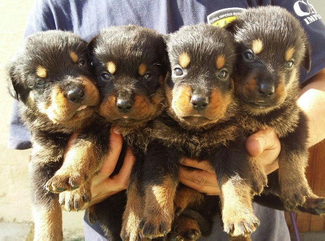 Qualidade E Procedência Vc Só Encontra Aqui No Canil Império Lindos Filhotes De Rottweiler