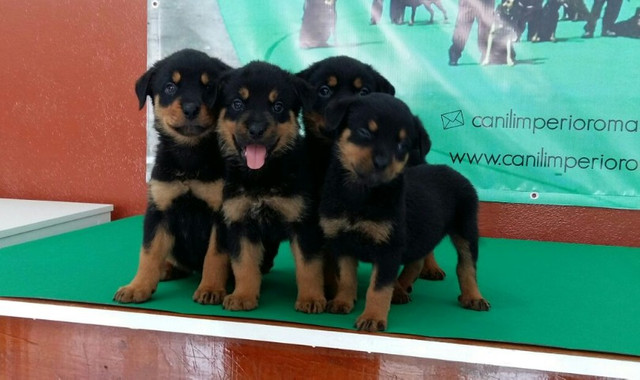 Cão Ideal Para Sua Segurança E De Sua Família Chame Canil Império E Garanta Seu Rottweiler
