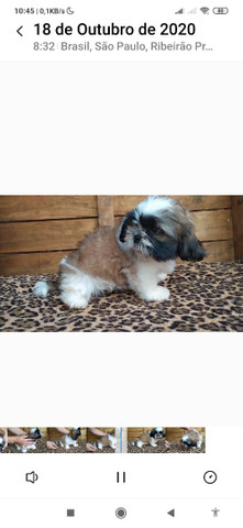 Macho shihtzu