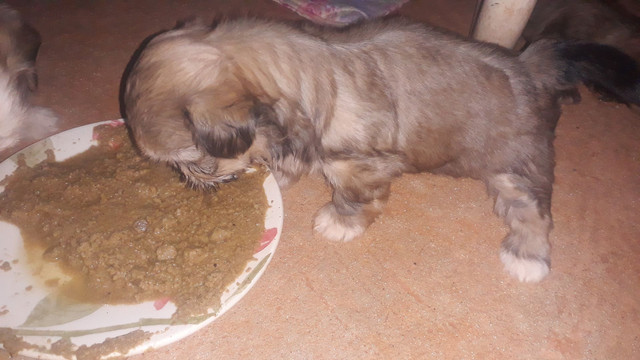 Shitzu - Foto 4