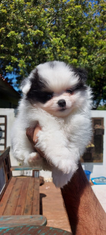 Lulu da pomerania - Foto 5