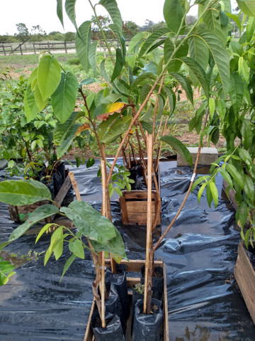 Mudas frutíferas - Foto 3