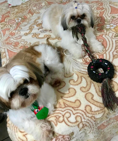 Lindos filhotes Shih Tzu (Shitzu) - Foto 6