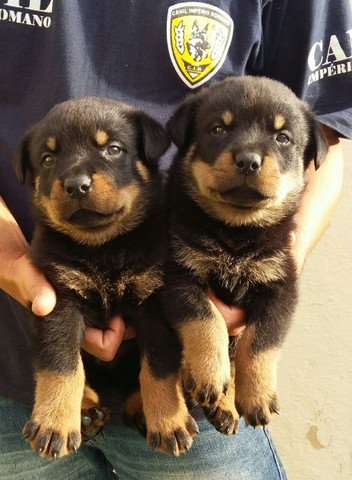 Cabeça De Touro Padrão Alemão Robusto E Imponentes Rottweiler Filhotes - Foto 2