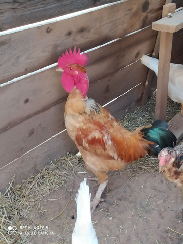 Vendo galo pescoço pelado
