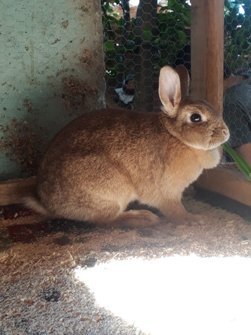 Vendo três coelhos netherland dwarf - Foto 3