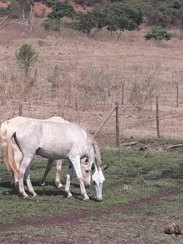 Vendo mula de patrão - Foto 2