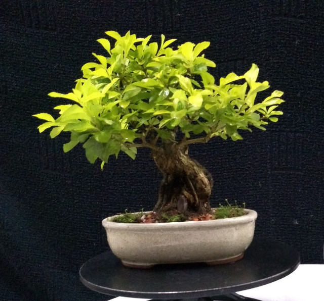 Bonsai duranta repens