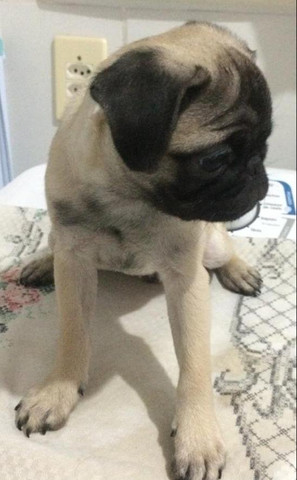 Filhote de Pug Exelente Linhagem - Foto 2