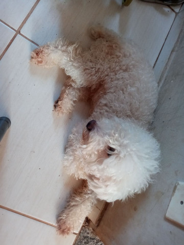 Vendo - Foto 4