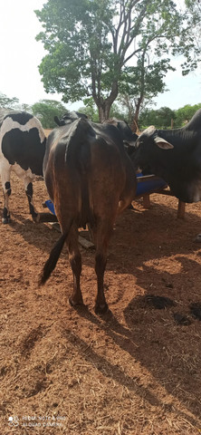 Enchendo os peitos para parir - Foto 3