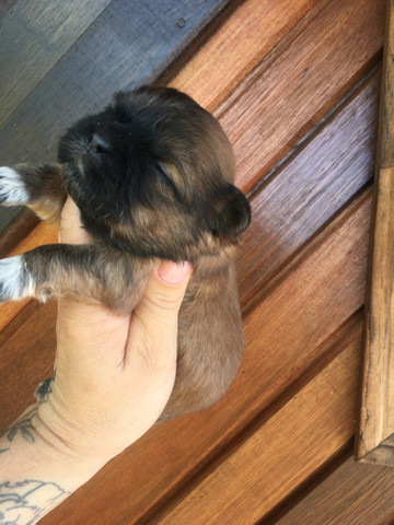 Shih tzu dourado !!! - Foto 2