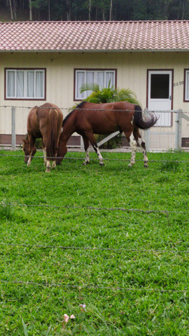 Cavalo para cavalgadas - Foto 3