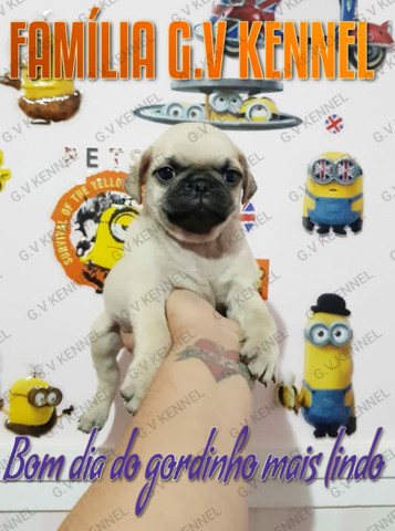Pug macho
