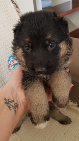 Filhotes de cachorro - Foto 2