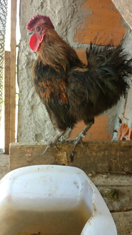 Vendo aves - Foto 2